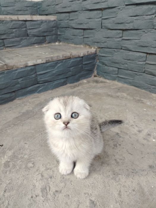 Mushuklar hadyaga beriladi Tekin