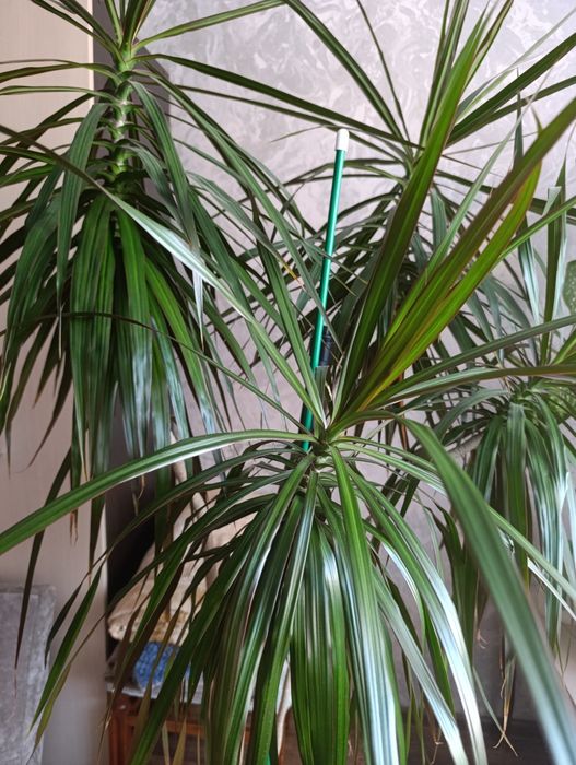 Драцена (Dracaena)