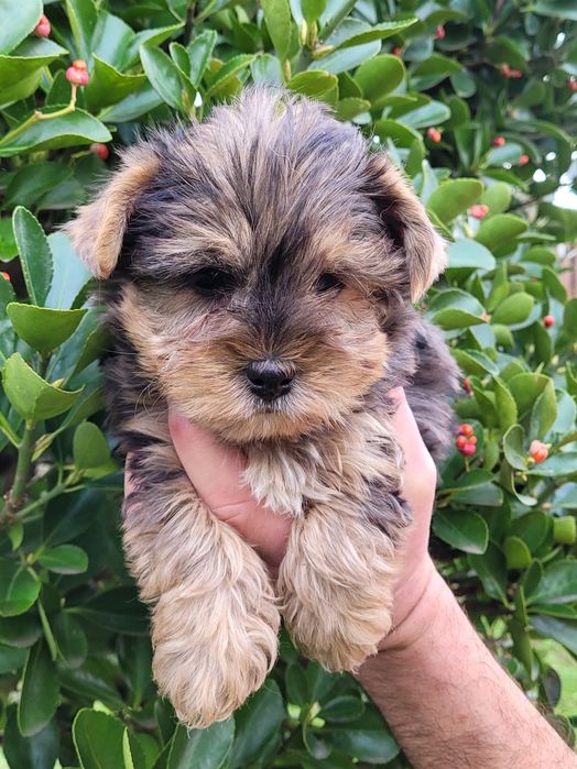 Йоркширски териер-мини !!!