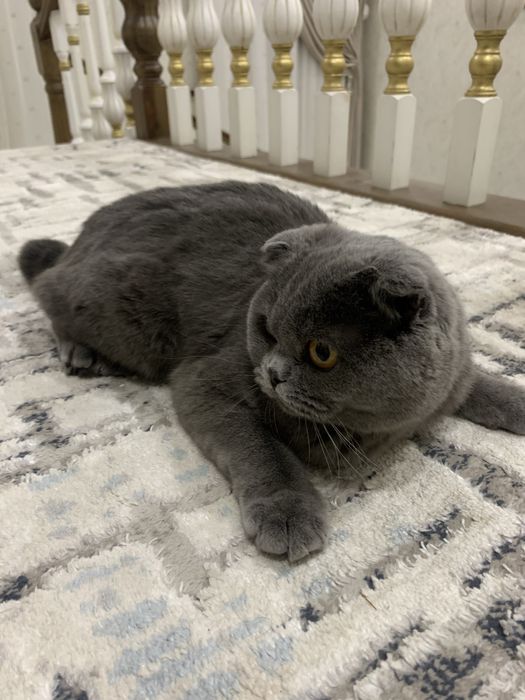 шотландская вислоухая кошка