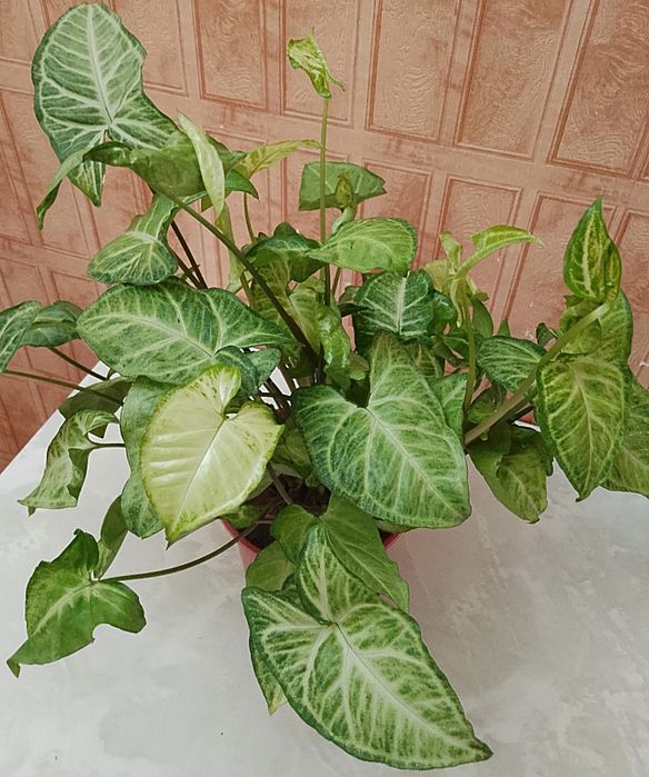 Продаю цветок сингониум Батерфляй