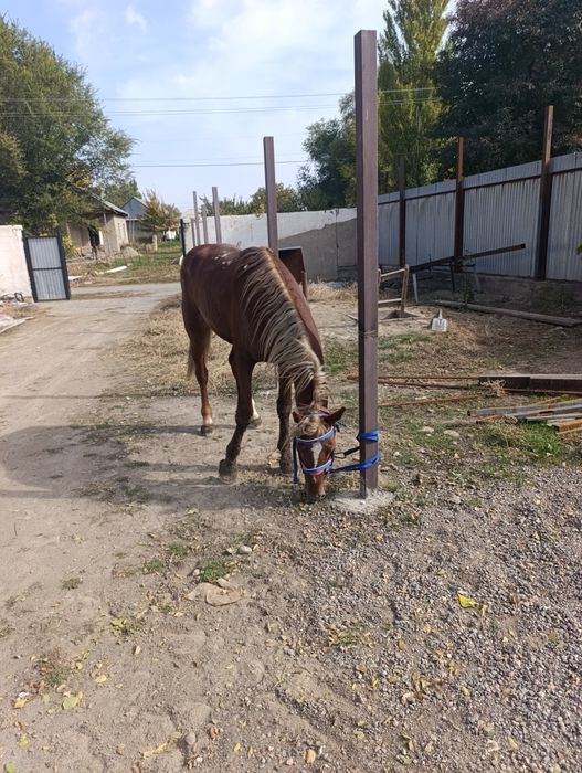 Айғыр сатылады 6 жасар