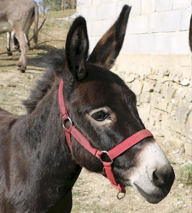 Ишак самец 2 года молодой