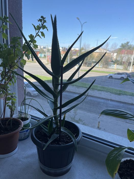 Комнатные растения