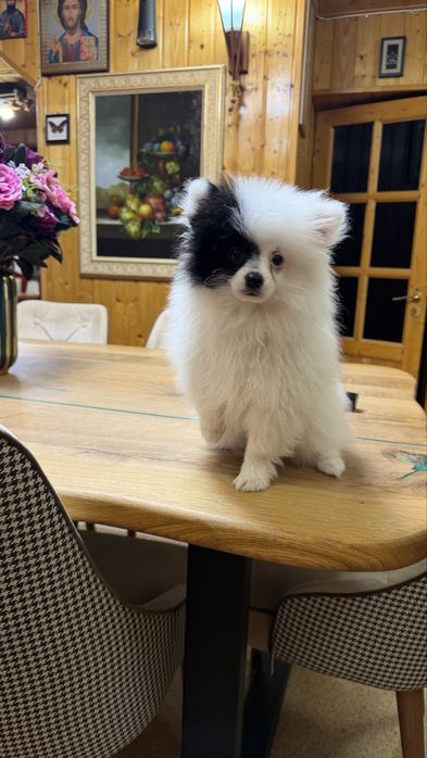 Pomenarian mini toy