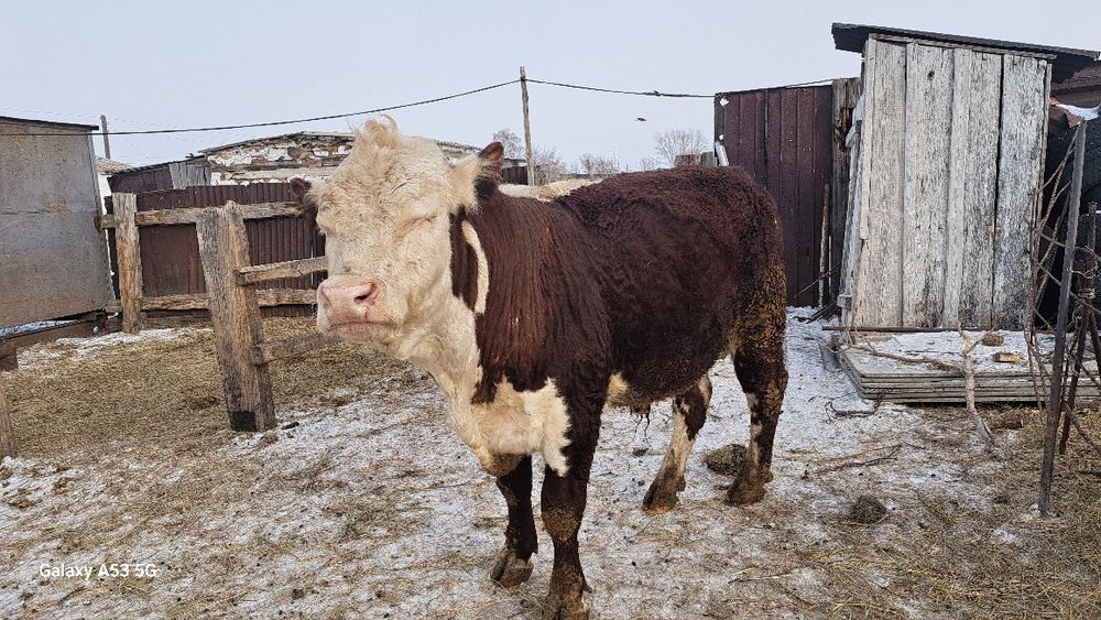 Бұза сатылады етке бык крс