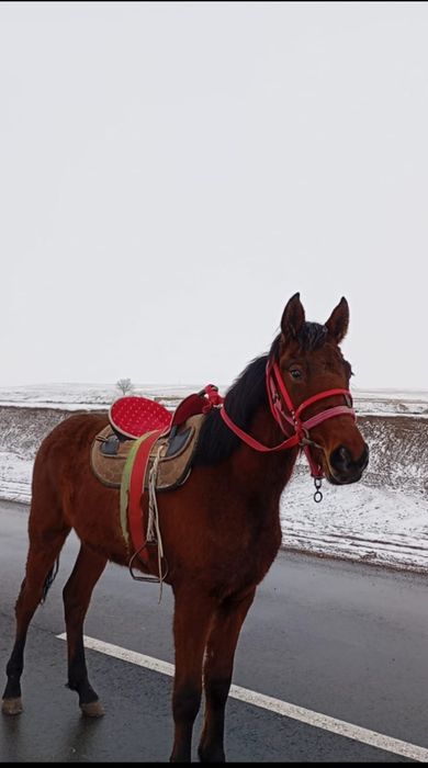 Еркек құнанды  ұрғашы байталға ауыстырым