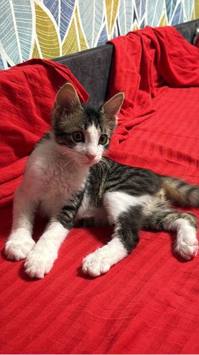 pisica adoptie motan