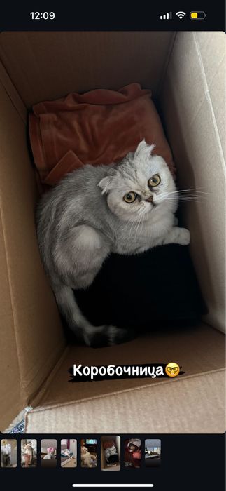 Ищем кота,красивого!Тараз