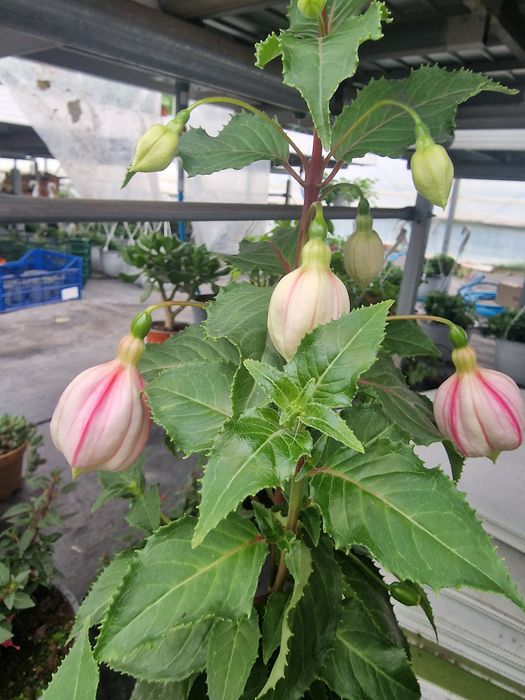 Flori de gradina si muscate