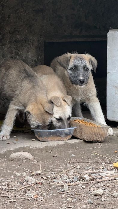 Отдам щенят в добрые руки