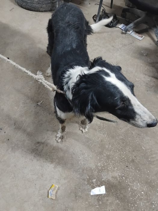 Тазы ұргашы сатылады