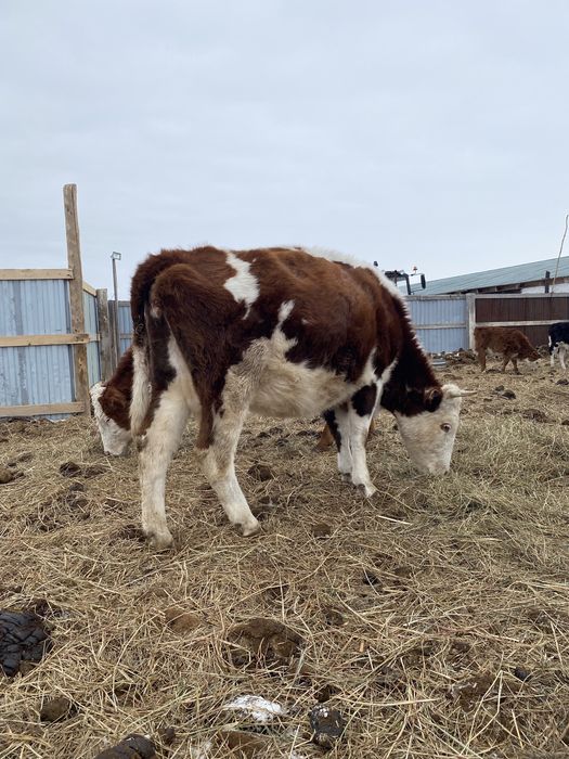 Продам корову яловая