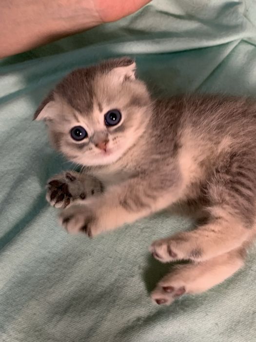 Кошечка шотландская