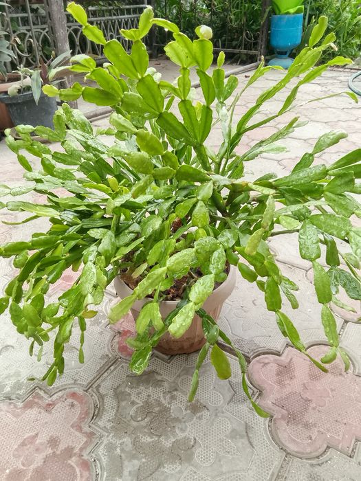 Домашние цветы с доставкой