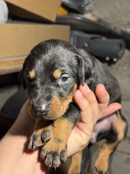 Доберман щенки чистые