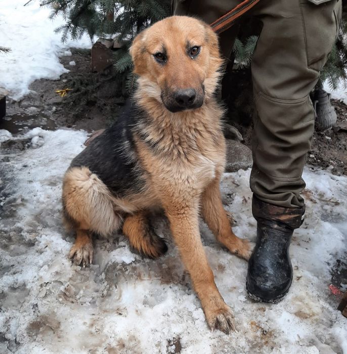 СобАчкИ кОмпаНьеНы сТорожа ОхраНиики