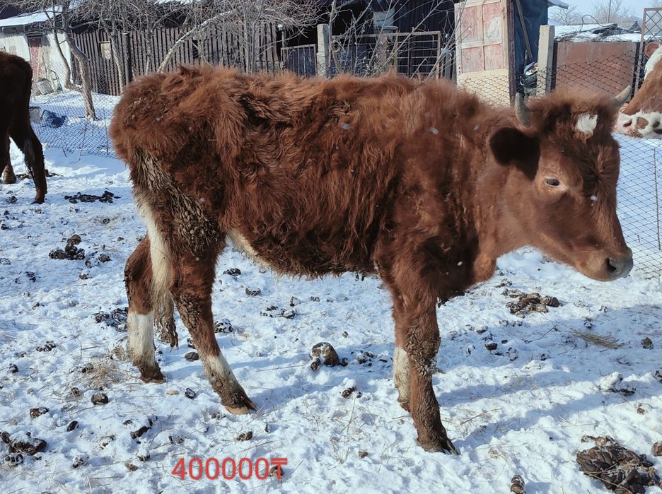 Продам молодняк .