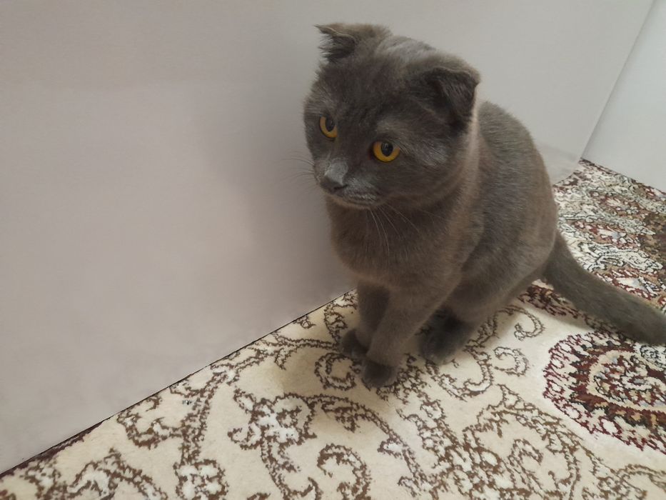 Vyaskaga Scottish fold