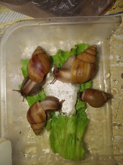 Косметологические Улитки ахатины