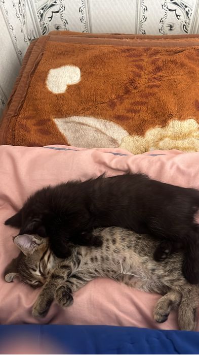 Котята 2 месеца