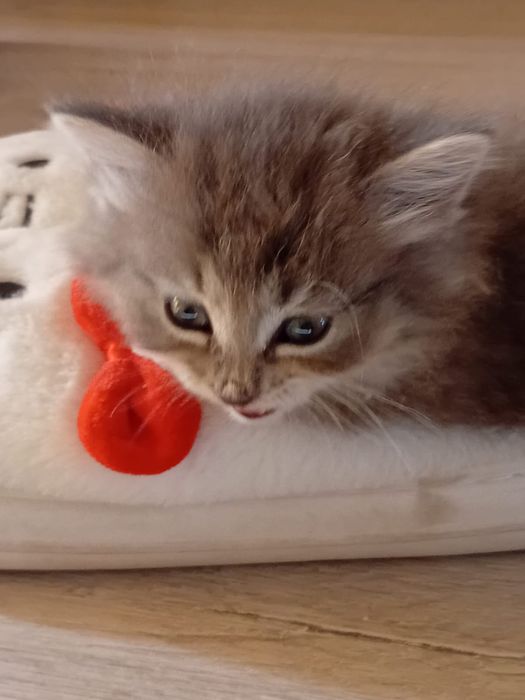Отдам котят в добрые руки
