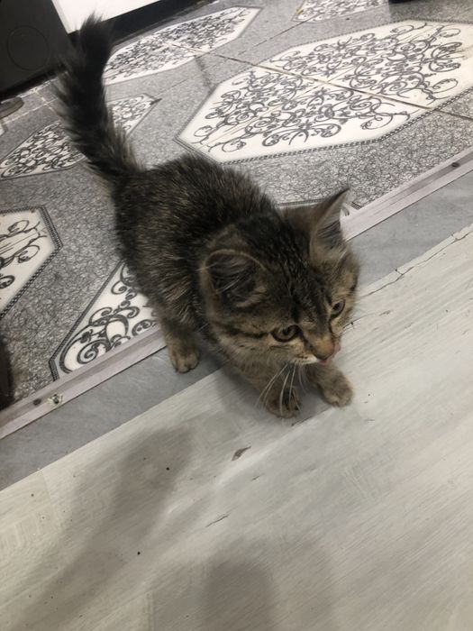 Кошка сатылады горд туркестан