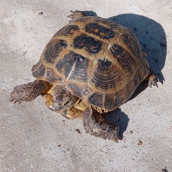 Черепаха сухопутная