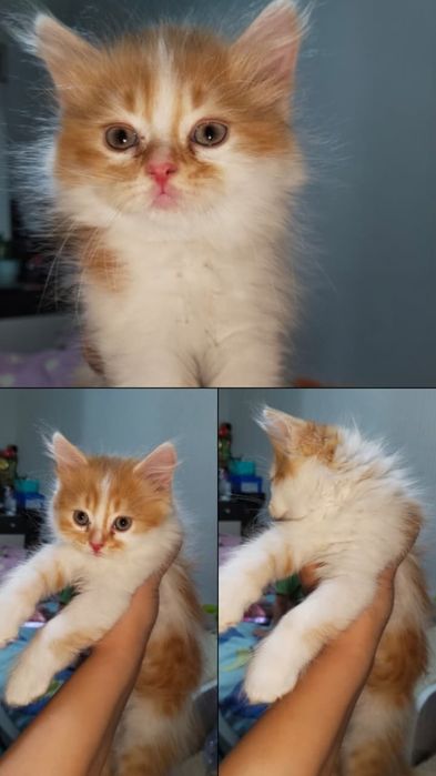 Пристраиваются котята