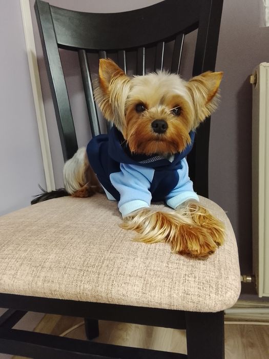 Мини йоркита, момче и момиче!