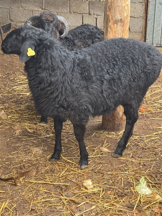 Алты ай байланған семіз екі бас тұсақтар сатылады