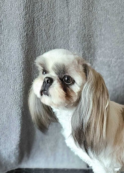 Shih Tzu mascul alb-auriu