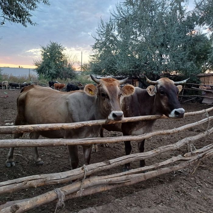 Срочно Продаю Каровы