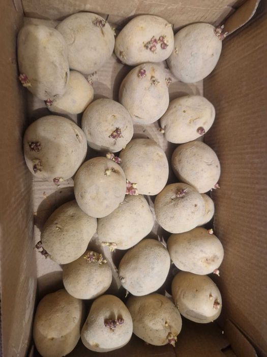 Cartofi de samanta din Clasa A si E