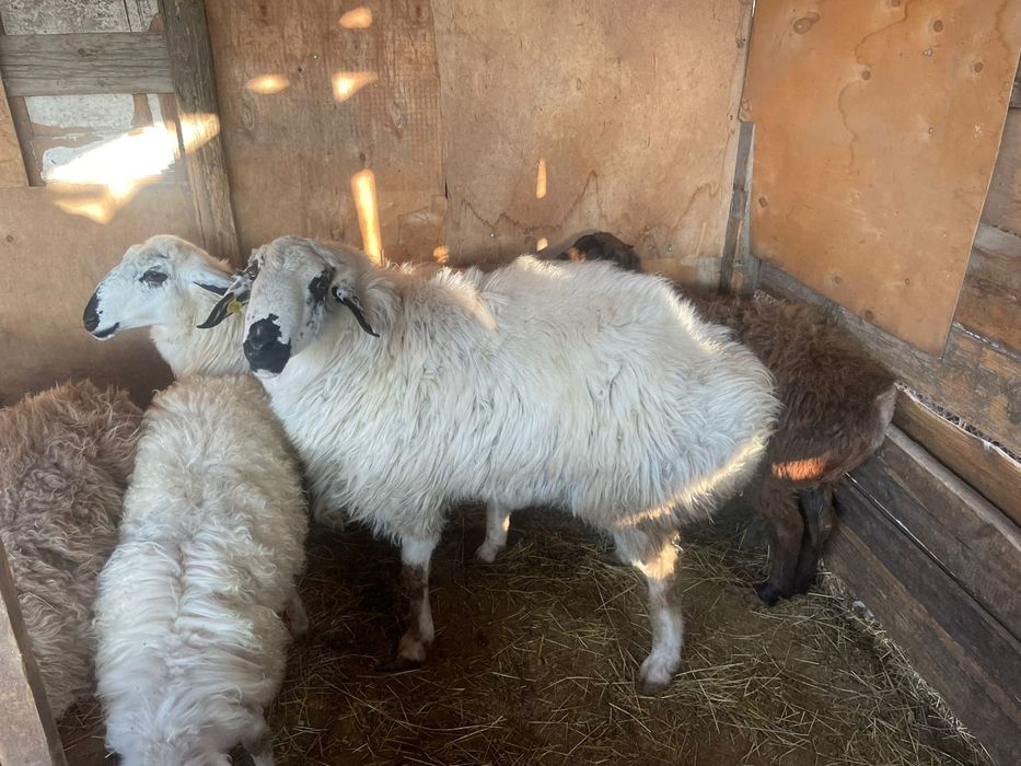 Кошкары готовые на племя на мясо