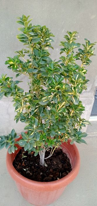 Yaltiroq bay . Shamshot