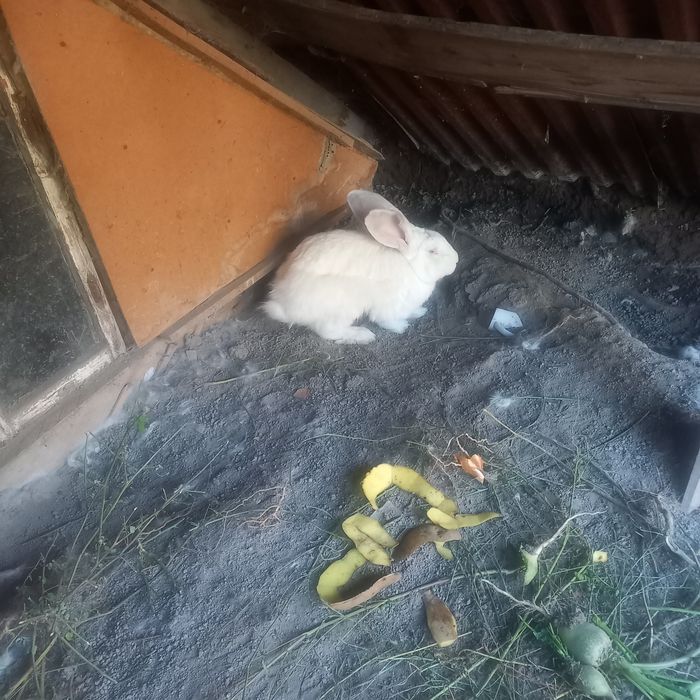 Кролик великан 10месяцов