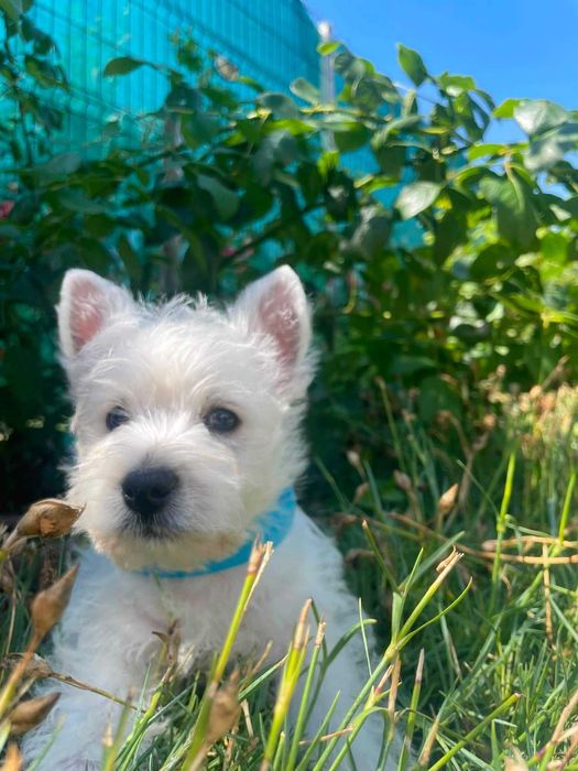 West Highland White Terrier