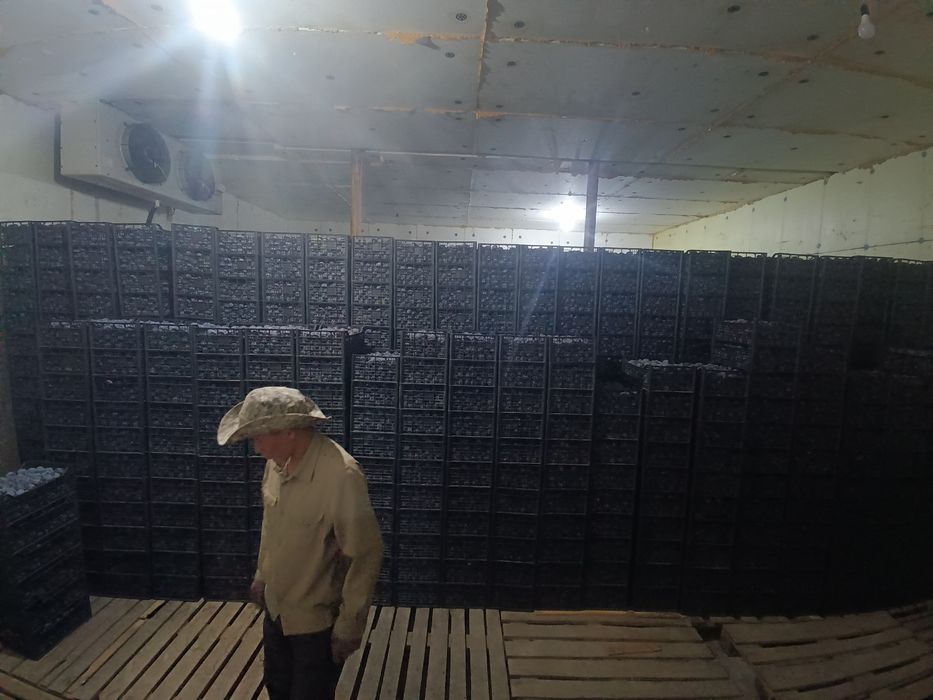 Продам местную сливу