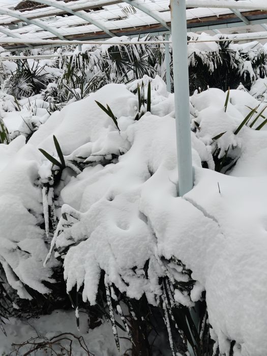 Palma (трйох корпус) qishda sovuq urmaydigan sort. Sotiladi