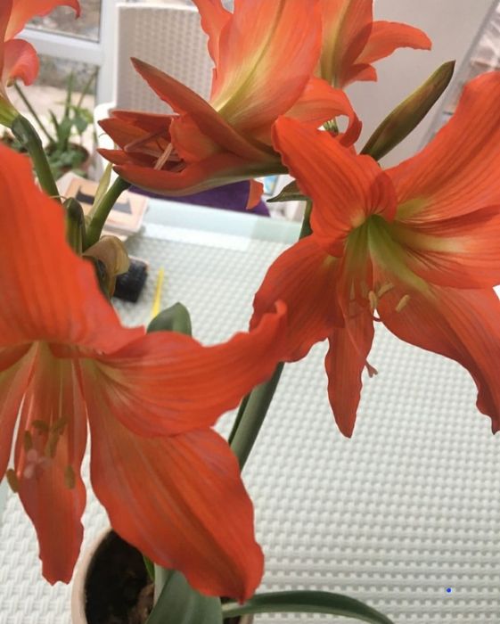 Глоксиния  глоксиния