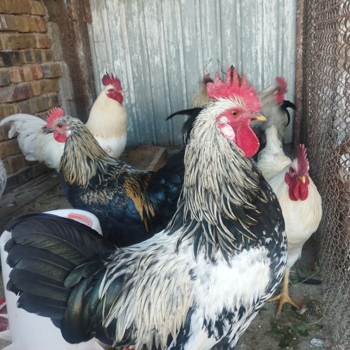 Продам куры домашние