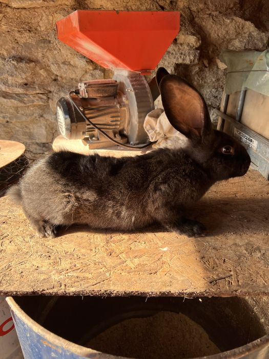 Iepure uriasi belgian