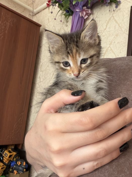 Отдам котенка в доьрые руки
