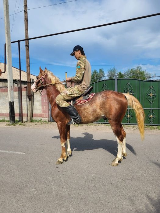 Продам срочно! 3летка