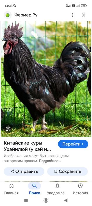 Продам чистопородного петуха ухейлюй 6 мес