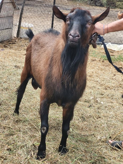 vând un țap alpin francez pret 800 de lei nego sau schimb cu alte animale