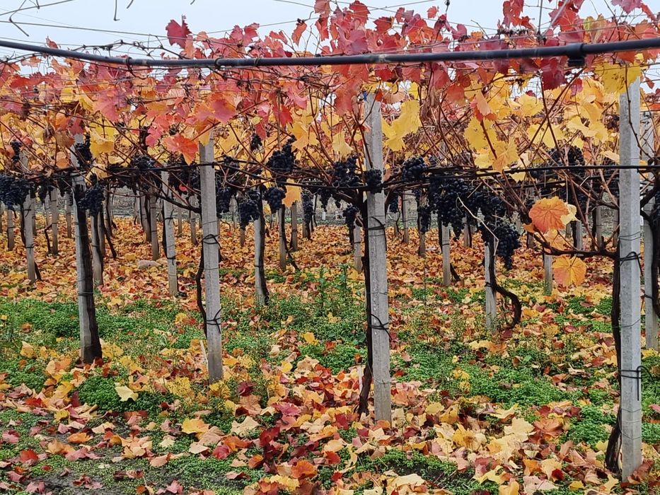 Struguri pentru vin,țuică,suc,oțet,etc