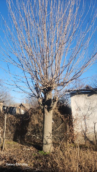 O‘tin sotiladi дерева