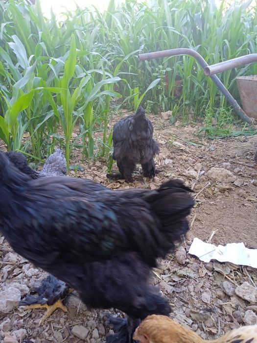 Brama tovuq va yaponkalar